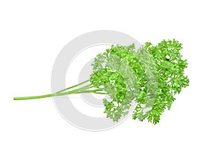 Parsley isolated on white background