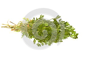 parsley isolated on white background