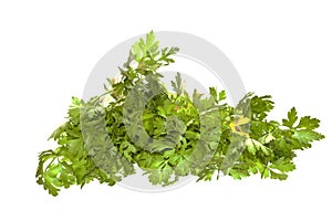 parsley isolated on white background