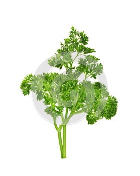 Parsley isolated on a white background