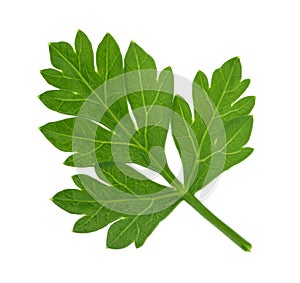 Parsley leaf isolated without shadow