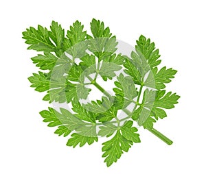 Parsley leaf isolated without shadow