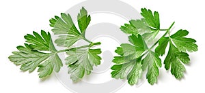 Parsley leaf isolated on white background