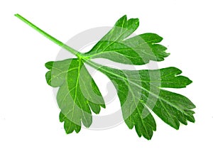 Parsley leaf isolated on white background. Fresh aromatic herbs