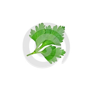 Parsley leaf on white background