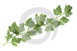 Parsley leaves