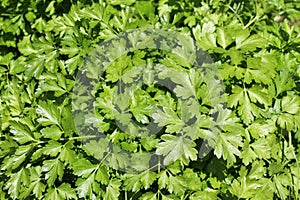 Parsley leaves