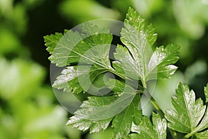 Parsley leaves