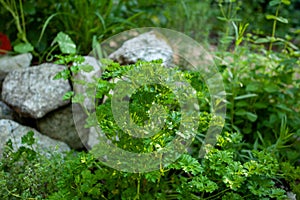 Parsley leaves grown in an herb spiral