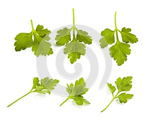 Parsley leaves isolated