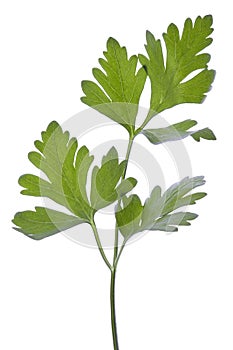 Parsley Leaves Isolated
