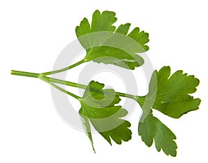 Parsley leaves isolated on white background