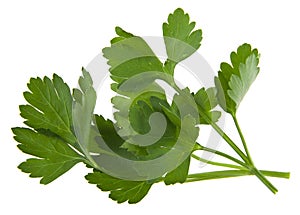 Parsley leaves isolated on white background