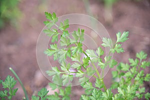 Parsley leaves Petroselinum crispum Mill a plant used as a condiment and culinary seasoning