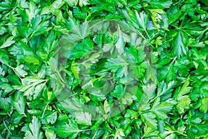 Parsley leaves spice background. Parsley, or garden parsley (Petroselinum crispum) is a species