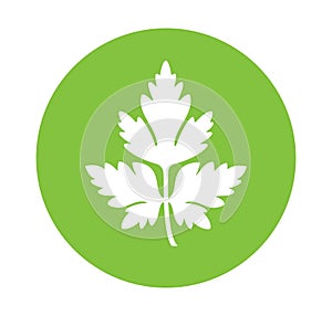 Parsley logo. Isolated parsley on white background