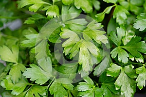 parsley Petroselinum crispu