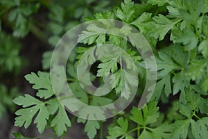 Parsley. Petroselinum crispum, biennial herb