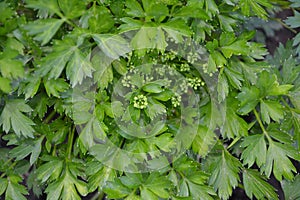 Parsley. Petroselinum crispum, biennial herb. Popular cooking seasoning