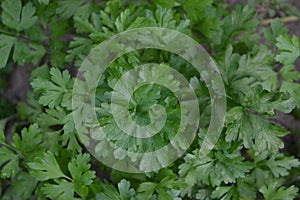 Parsley. Petroselinum crispum, biennial herb. Popular cooking seasoning