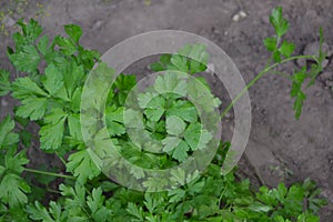 Parsley. Petroselinum crispum, biennial herb. Popular cooking seasoning