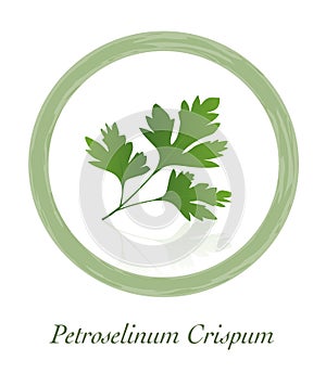 Parsley Petroselinum Crispum Culinary Herb Logo