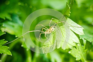 Parsley. Petroselinum. parsley leaves. Green leaves. Parsley growing in the garden. Close-up. Field. Farm. Agriculture