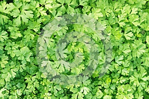 Parsley plant background