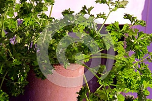 Parsley plant growing in terra cotta pot