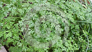 Parsley plant grown at home