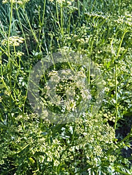 Parsley plant (Petroselinum crispum)