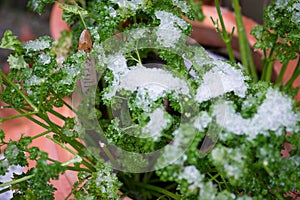 A parsley plant (Petroselinum crispum) in the snow