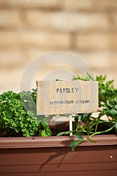 Parsley plant on urban garden