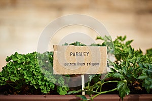 Parsley plant on urban garden