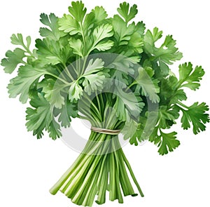 Parsley plant, Watercolor painting of Parsley plant. AI-Generated.