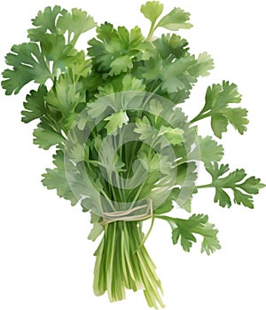 Parsley plant, Watercolor painting of Parsley plant. AI-Generated.