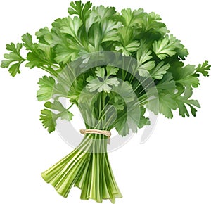 Parsley plant, Watercolor painting of Parsley plant. AI-Generated.