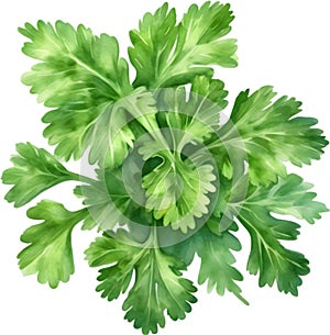 Parsley plant, Watercolor painting of Parsley plant. AI-Generated.