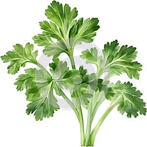 Parsley plant, Watercolor painting of Parsley plant. AI-Generated.