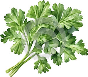 Parsley plant, Watercolor painting of Parsley plant. AI-Generated.