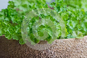 Parsley in a pot