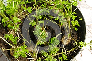 Parsley in a pot