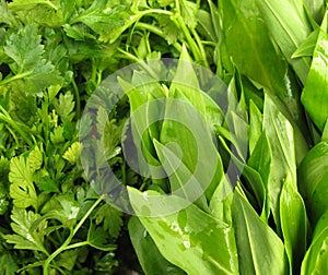 Parsley and ramson leaf vegetables photo