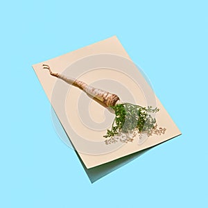 Parsley root with green leaves on paper around blue background with copy space. Ingredient for salad or sauce. Flat lay