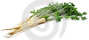 Parsley root isolated