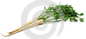 Parsley root isolated