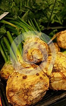 Celery Root