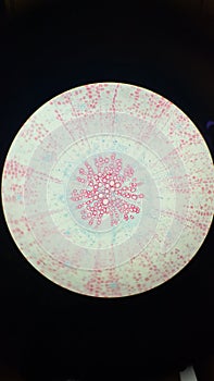 Parsley root tissues, permanent microscopic preparation