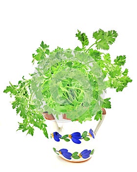 Parsley: a species of Parsley, its botanical name is Petroselinum crispum.