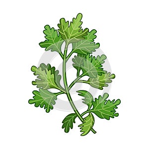 Parsley spice vector realistic colored botanical illustration